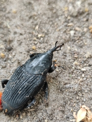 Rhynchophorus palmarum