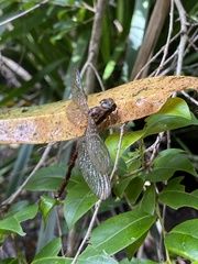 Acanthaeschna victoria