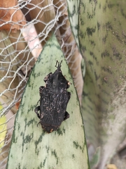 Rhynchophorus palmarum