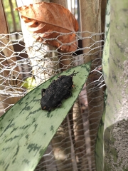 Rhynchophorus palmarum