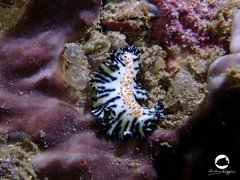 Maritigrella fuscopunctata