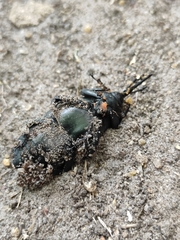 Rhynchophorus palmarum