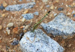 Diplacodes trivialis