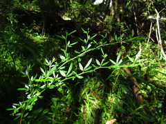 Pedleya acanthoclada