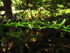Pedleya acanthoclada