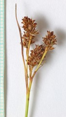 Juncus confusus
