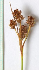 Juncus confusus