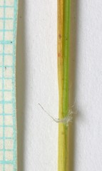 Juncus confusus