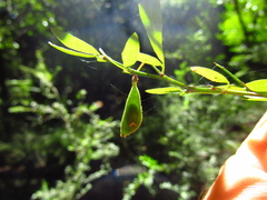 Pedleya acanthoclada