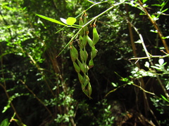 Pedleya acanthoclada
