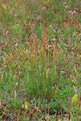 Juncus drummondii