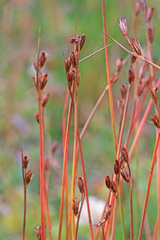 Juncus drummondii