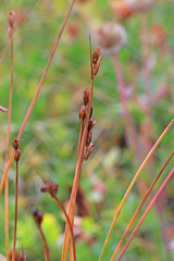 Juncus drummondii