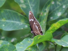 Hypolimnas bolina