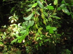 Pedleya acanthoclada