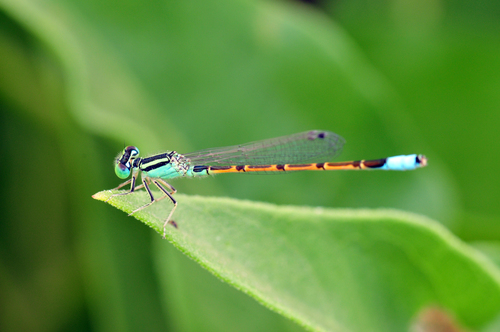 Desert Forktail photographed in New Mexico