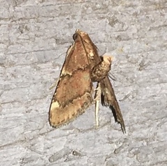 Hypsopygia intermedialis