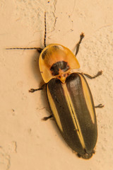 Cratomorphus diaphanus