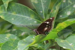 Hypolimnas bolina