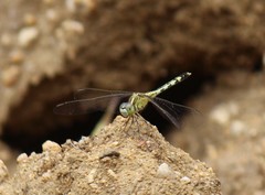 Diplacodes trivialis