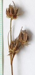 Juncus nevadensis nevadensis