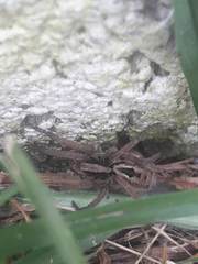 Lycosa erythrognatha