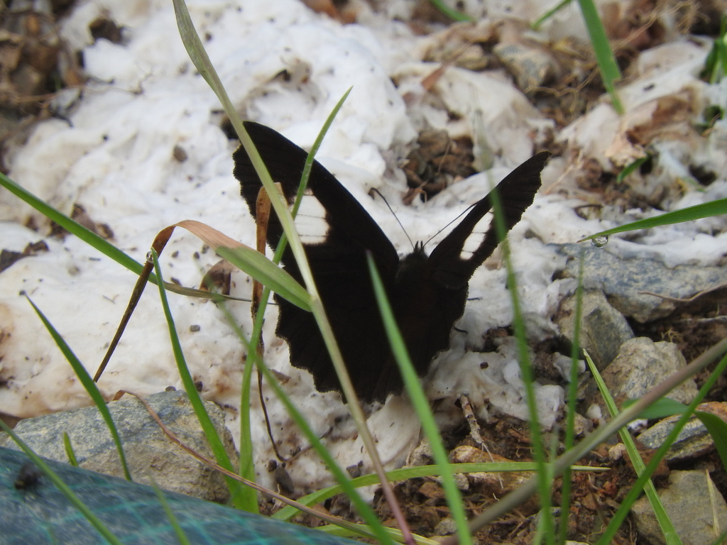 Pedaliodes parma