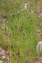 Juncus saximontanus