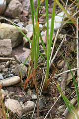 Juncus saximontanus