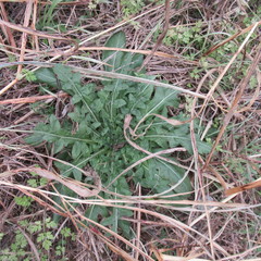 Engelmannia peristenia