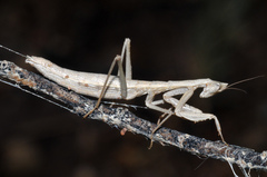 Yersiniops solitarius
