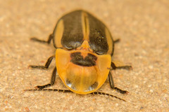 Cratomorphus diaphanus