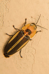 Cratomorphus diaphanus