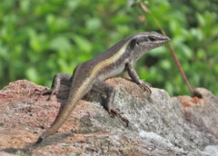 Trachylepis striata