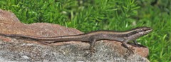 Trachylepis striata