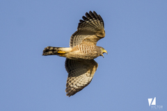 Rupornis magnirostris