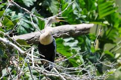 Anhinga anhinga