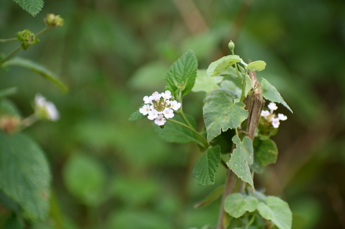 Lantana velutina