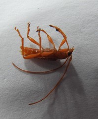 Xuthodes punctipennis