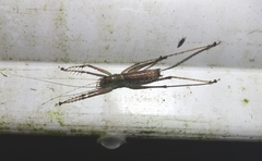 Listroscelidinae