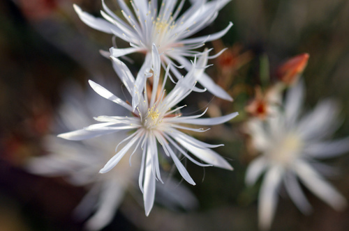 Image of Gypsum Blazingstar (Mentzelia humilis) by (c) Tom Kennedy, some rights reserved (CC BY)