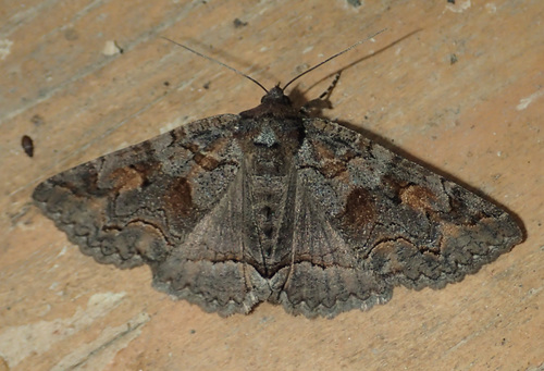 Pine False Looper Moth photo 4