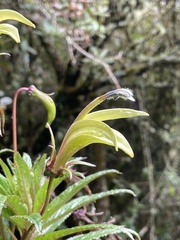 Siphocampylus lucidus