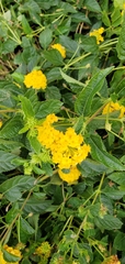 Lantana