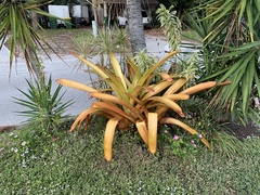 Aechmea blanchetiana