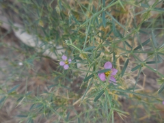 Fagonia cretica