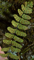 Asplenium resiliens image