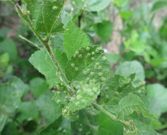 Grewia avellana