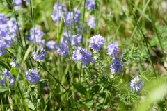 Veronica austriaca