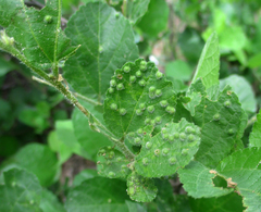 Grewia avellana